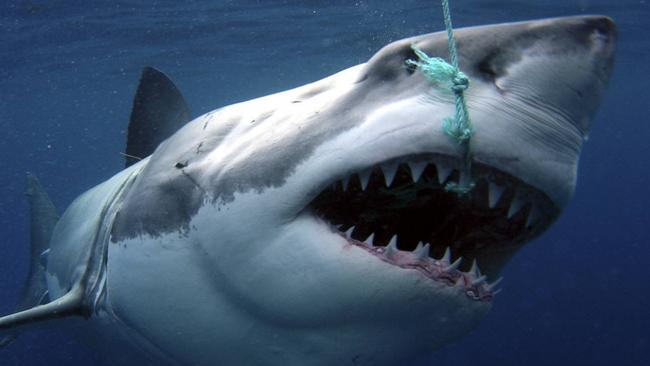 02/03/2009: A white pointer shark being tagged for CSIRO research 13 May 2008. Pic. SuppliedPerthnow generic library great white shark