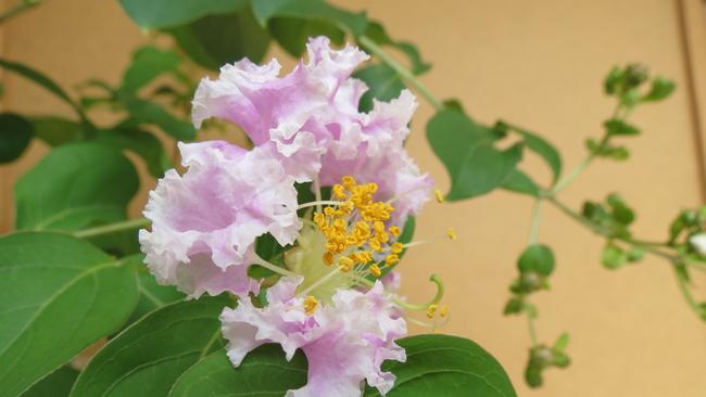 The crepe myrtle plant when it’s in bloom. It was originally taken as a cutting from the Allison Baden-Clay’s yard during the police investigation.