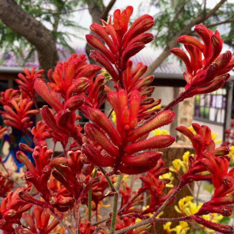 The Kangaroo paw is a beloved Australian plant