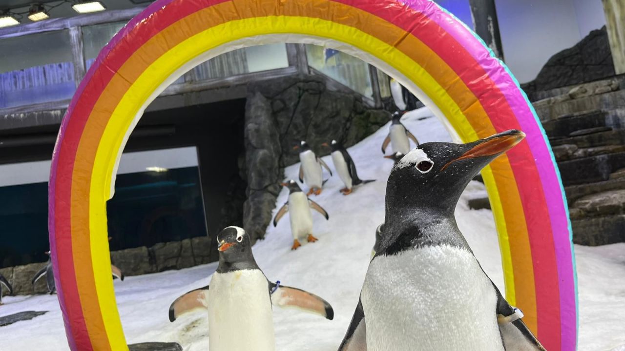 World-famous gay penguin Sphen dies at SEA LIFE aquarium in Sydney, leaving behind his same-sex partner and adopted chicks