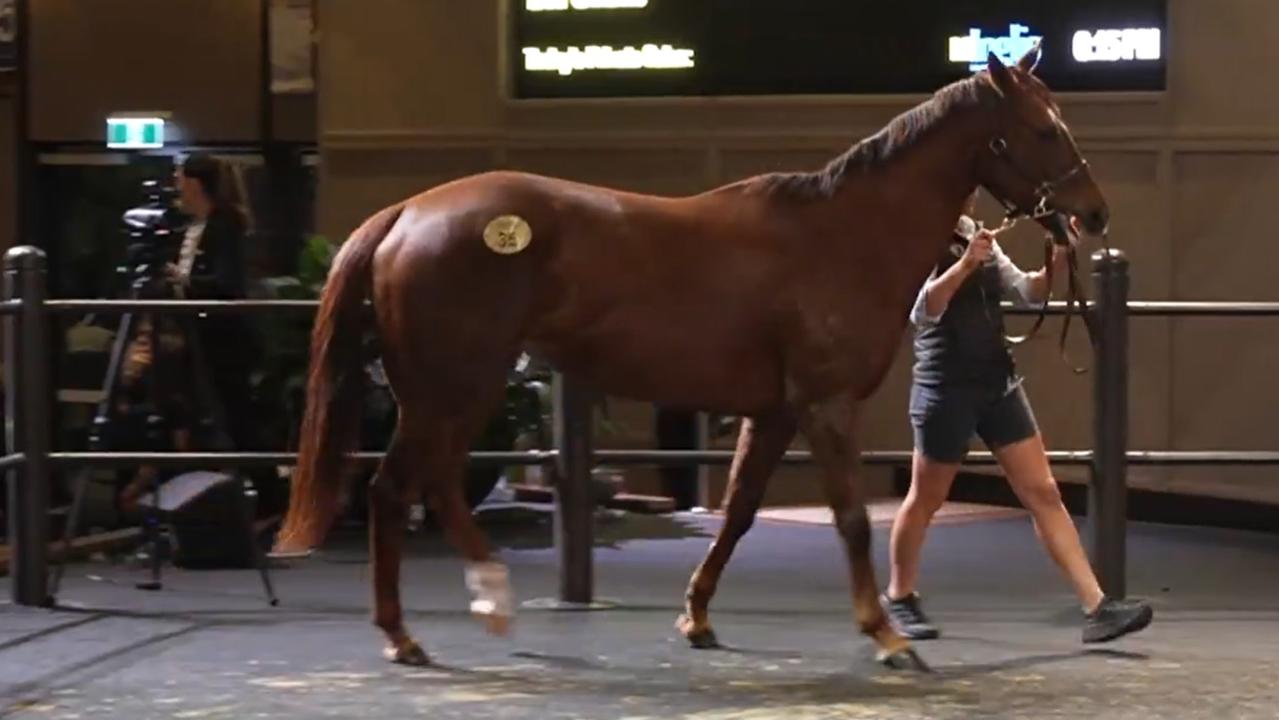 The Everest winner Bella Nipotina fetches eye-popping sale record
