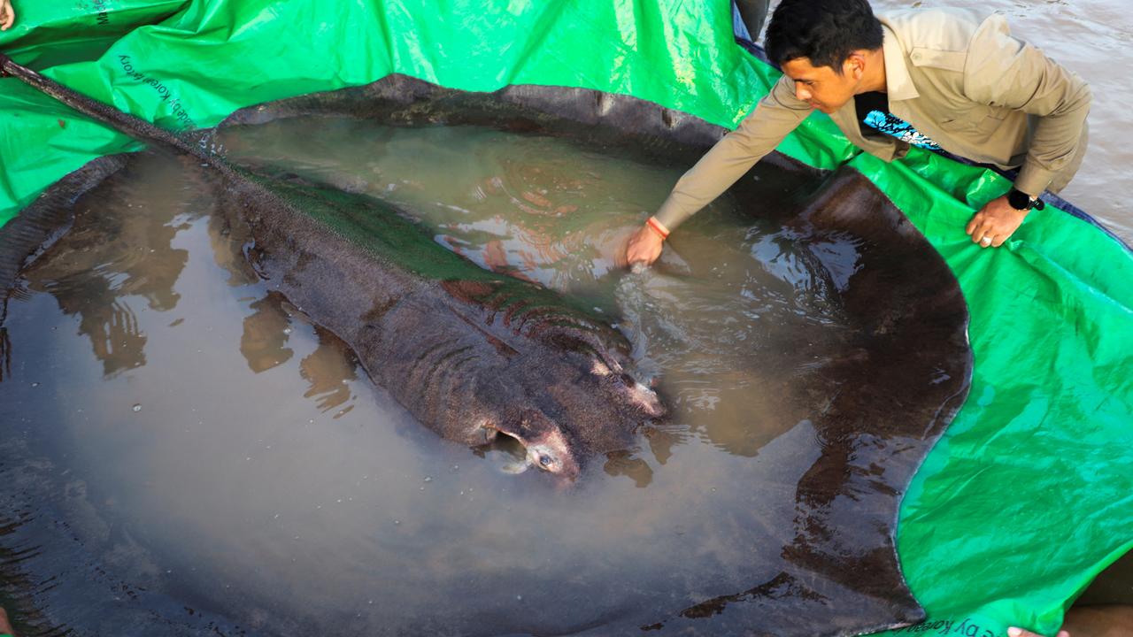 A 300kg stingray is the biggest freshwater fish ever caught anywhere in the world. It was accidentally caught by Cambodian fisherman in the Mekong River in the Stung Treng province. Picture: Reuters