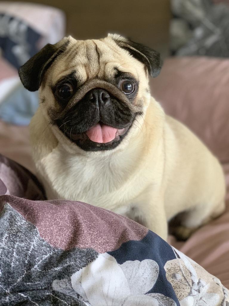 Reuben the pug enjoying a lazy day. Picture: Kylie Mattern