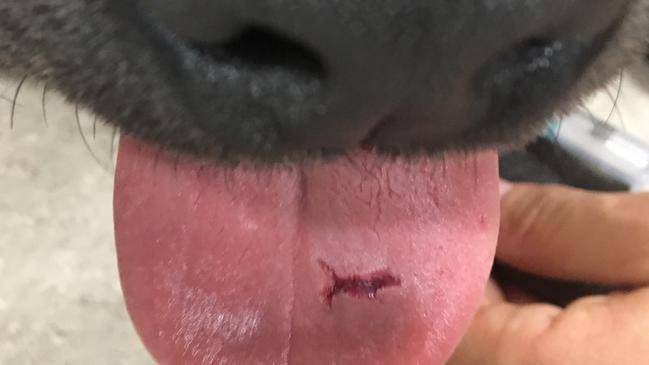 The dog suffered a cut to his tongue after it was punctured by his own teeth during the attack. Picture: RSPCA NSW