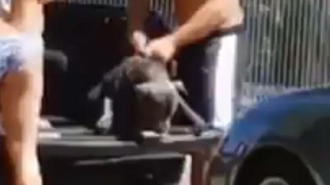 A man has been captured on film kicking and dragging his dog from a ute. Photo: Supplied.