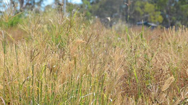 WEEDS: Pervasive weeds are a constant threat within the North Burnett. Picture: Adam McCleery