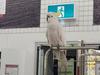 Major update on cockatoo stuck in supermarket
