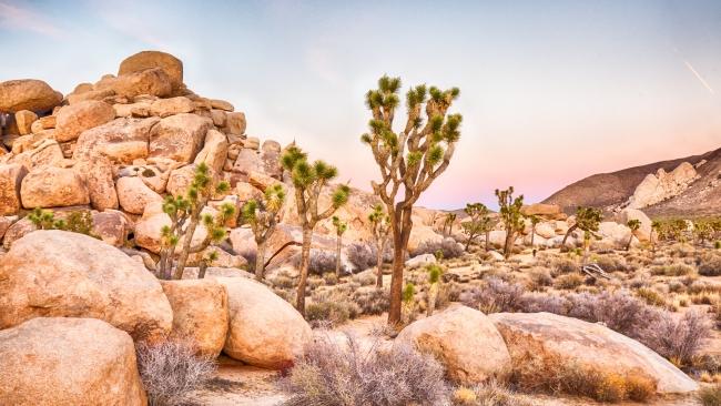 There's no place quite like Joshua Tree. Picture: Getty Images