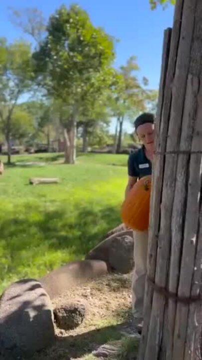 Giraffes Enjoy Tasty Pumpkin Treat Ahead of Halloween