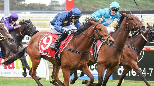 Kicking King can earn a trip to Tasmania with a win at Flemington on Saturday. Picture: Reg Ryan/Racing Photos