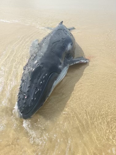 One of the humpback whales that washed up on K'gari this week.