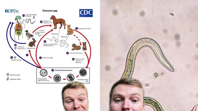 A veterinary surgeon issues stern warning to pet owners: never flush your dog or cat's faeces down the toilet. Pictures: Instagram