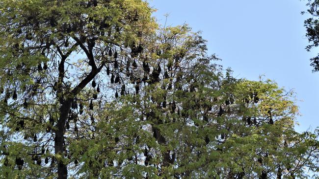 Flying foxes roosting in Lissner Park, Charters Towers. Picture: Supplied