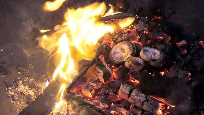 Warrener (native periwinkles) cooking on the hot coals at the Winter Feast. Picture: ELAINE REEVES