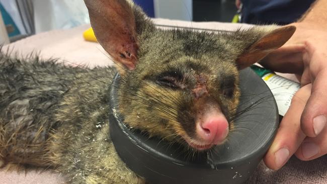 This cheeky possum was caught in a plastic downpipe at Yeronga but was rescued by RSPCA Wacol's Jared King.