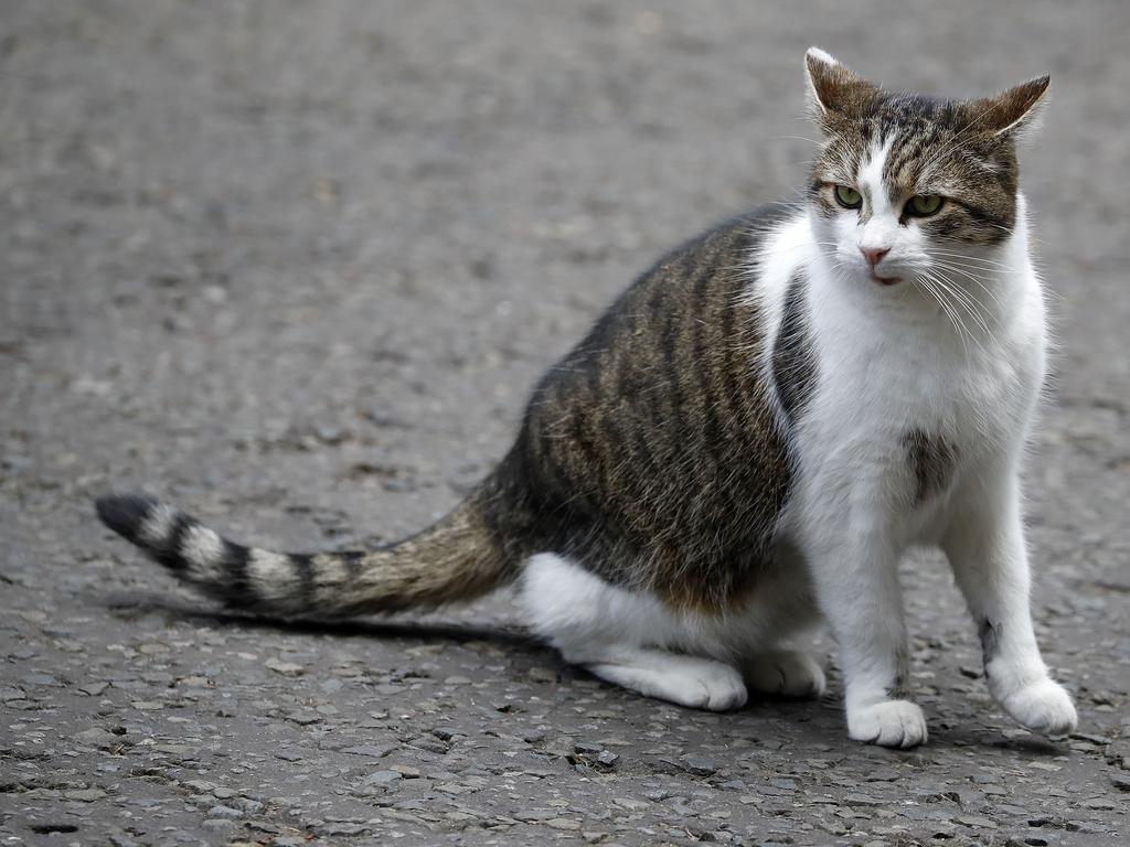 Larry the cat: Downing Street prepares plans for announcing death of ...