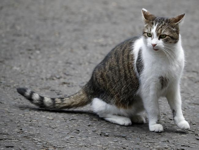 Larry the Cat has become an icon since he moved to Downing Street. Picture: AFP