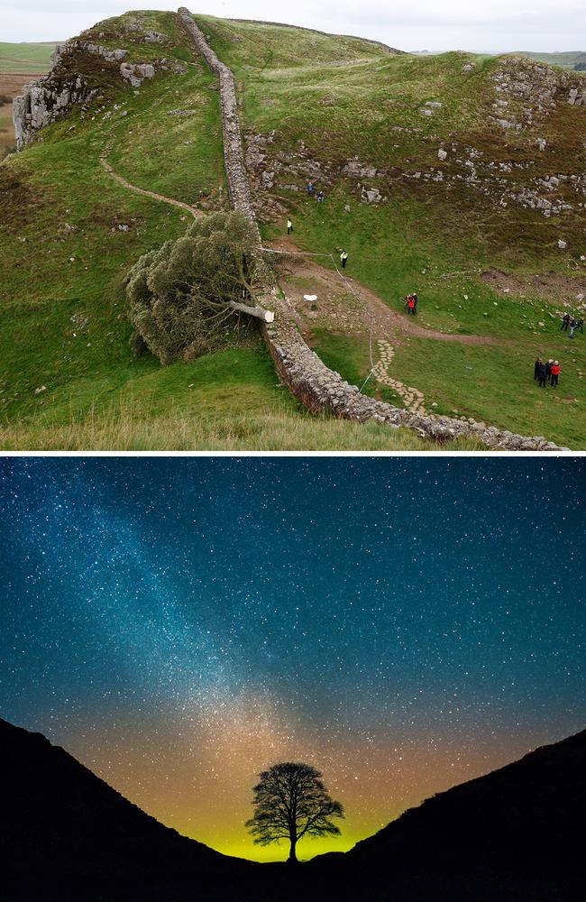 The 300-year-old tree at Sycamore Gap on Hadrian's Wall, England now lies on the ground after an illegal felling left nothing but a stump. The tree was one of the UK's most photographed and appeared in the 1991 Kevin Costner film "Robin Hood: Prince Of Thieves." Picture: Jeff J Mitchell/Getty Images