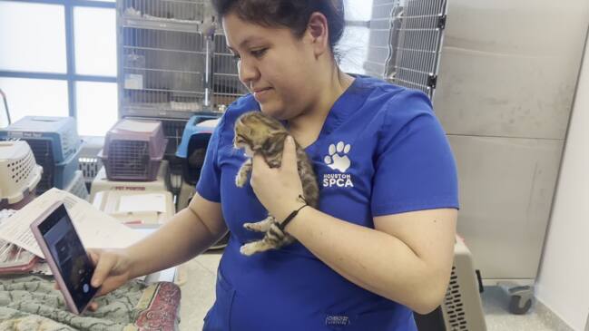 Kitten rescued by Houston SPCA