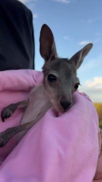 Adorable baby kangaroo hops around for the first time