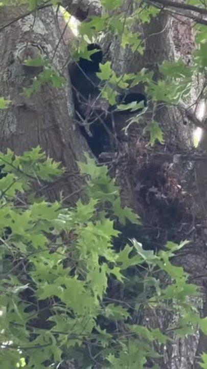 'Beary Unusual' Visitor Shows Up in Atlanta Suburb