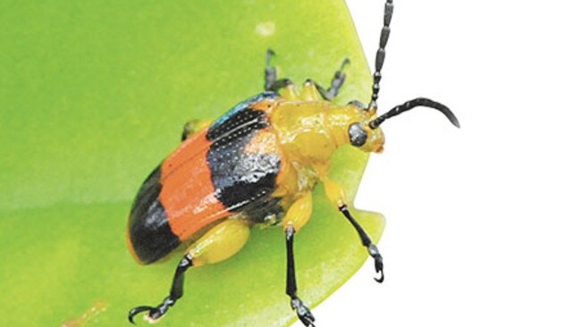 Dendrobium beetles are orange and black, and about 10mm long.