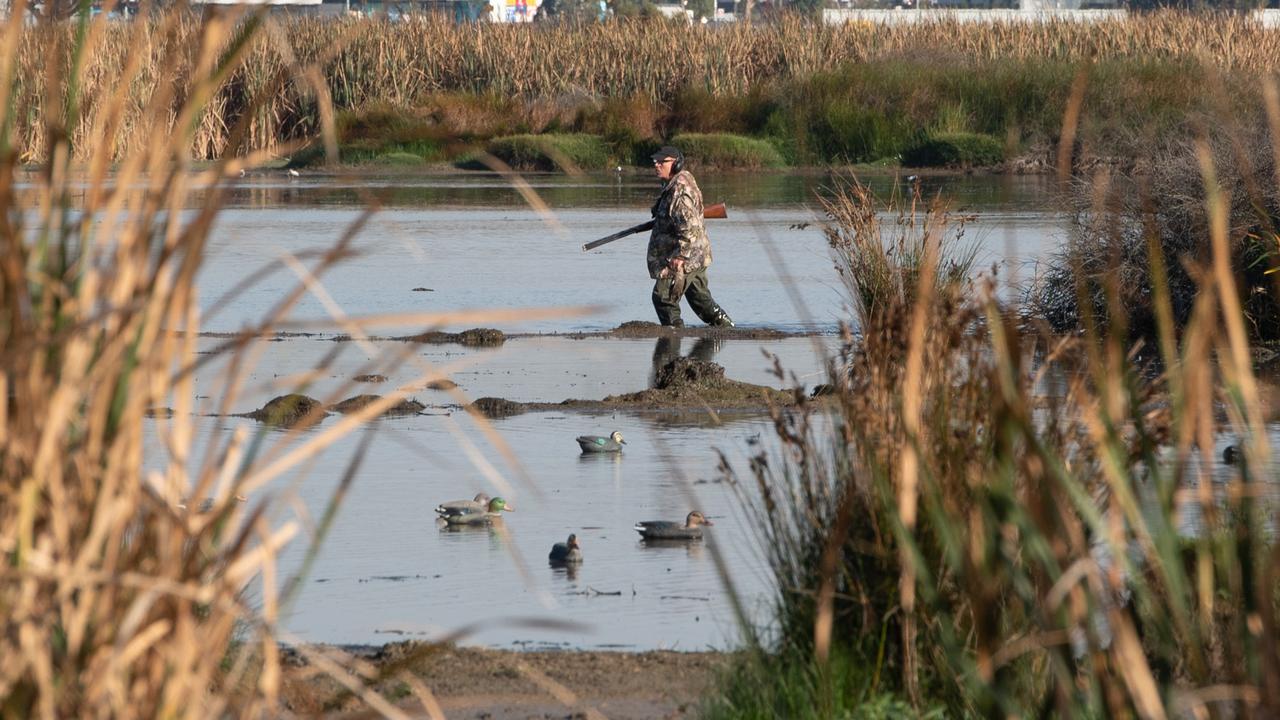 This year’s duck shooting season was significantly limited compared to previous years. Picture: Brad Fleet