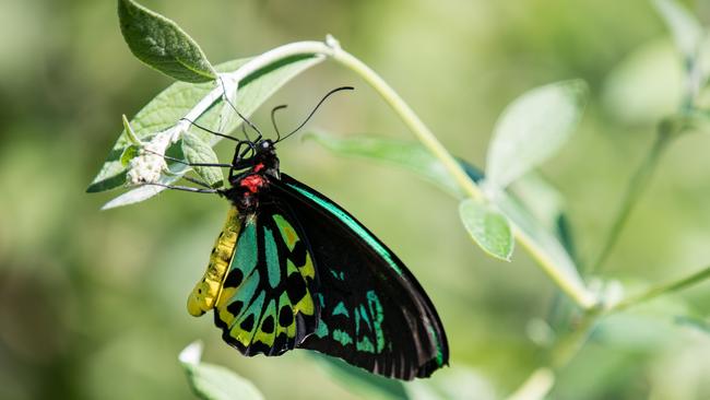 Bribie Island Butterfly House is home to hundreds of butterflies. Photo: Dominika Lis.