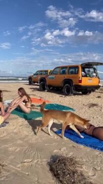 French tourist bitten by dingo at K'Gari