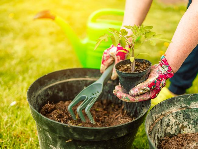 Tomatoes are one of the easiest fruits to grow.