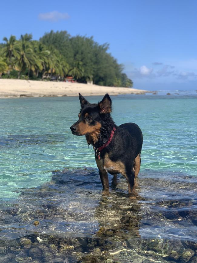 A dog enjoys the beautiful warm water of the Cook Islands. Picture: Vets Beyond Borders