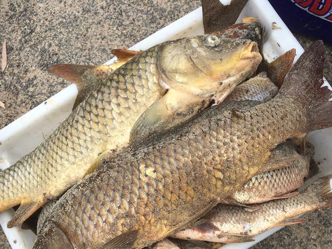 Fishers and environmentalists say carp numbers are out of control.