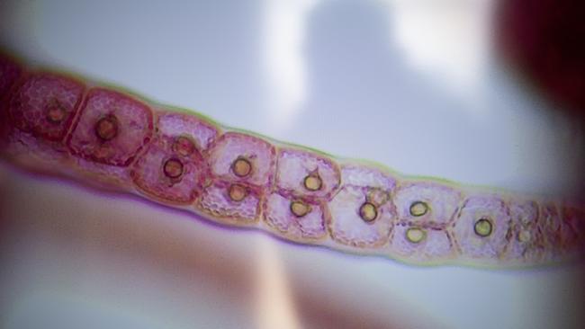 Magnified strip of Asparagopsis seaweed