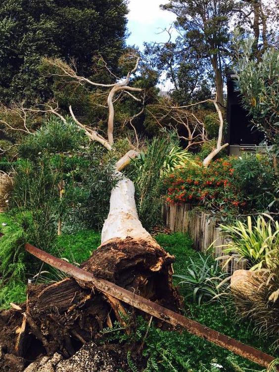 Reader Di Ewington-Taylor posted images of a tree crashed into a garden at Flinders during wild weather today.