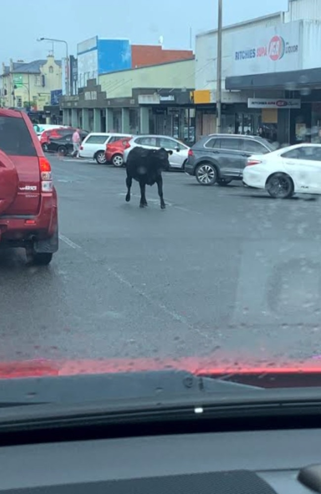 A cow running down the street in the centre of Taree, NSW. Picture: Supplied