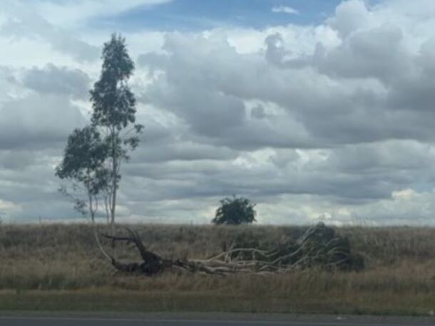 The storm has caused tree branches to fall off in Yarrawonga. Picture: Erin Constable.