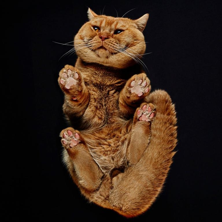 A photographer has snapped the underbellies of our favourite pets and they look hilarious. Andrius Burba, 24, from Lithuania had the brainwave that only a very unlucky few had seen a horse from underneath and their view would have been the least of their worries. Snaps of fluffy Rabbits, Cats, Dogs and Horses show an extraordinary side to our favourite animals that we never get to see - the side Andrius thinks they would rather keep hidden.