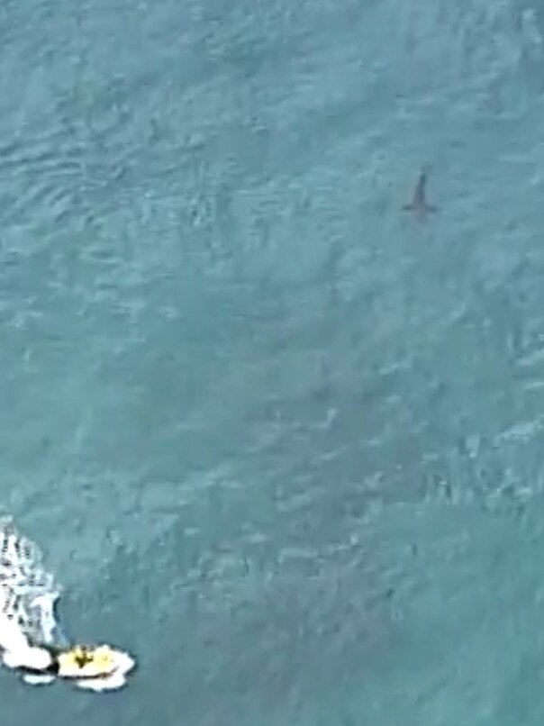 The shark believed to be involved in the attack. Picture: 7NEWS