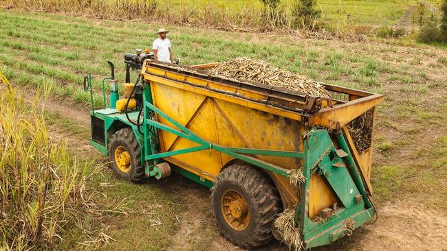 Sugarcane harvest at Husk Distillery, with head distiller Quentin Brival at the helm.