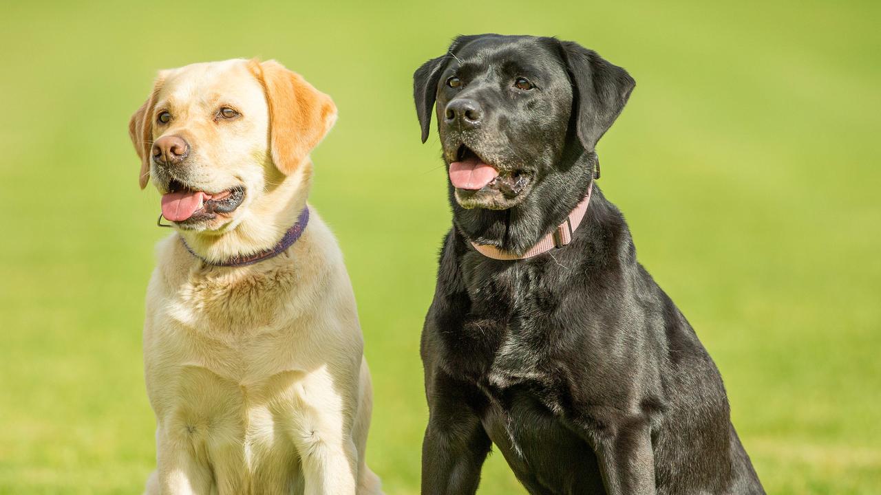 Dog colour labradors life expectancy and disease risk linked to colour
