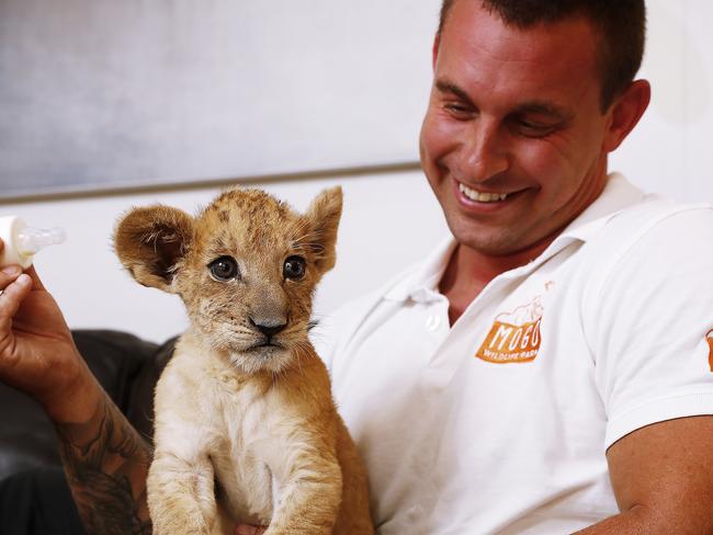 WEEKEND TELEHGRAPH - 4/2/21*** MUST NOT PUBLISH BEFORE CLEARING WITH PIC EDITOR JEFF DARMANIN ***Chad Staples from Mogo Zoo hand raises "Maji" the lion at his home today. Chad feeds Maji some milk from a bottle.  Picture: Sam Ruttyn