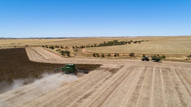 Harvesting lupins at Nabawa, WA, November 2021. Picture: CBH Group