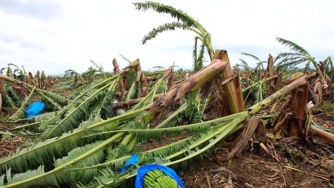 Prices of bananas fall after crops recover from Cyclone Yasi | The ...