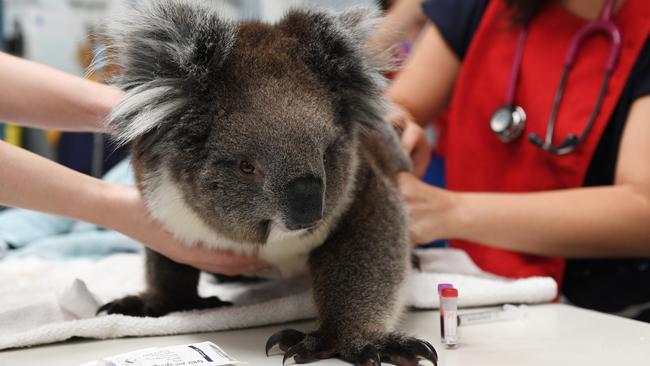 ADELAIDE, AUSTRALIA - JANUARY 08: A koala receives treatment from a vet at Adelaide Koala Rescue on January 08, 2020 in Adelaide, Australia. There are grave fears for the future of the koala population on Kangaroo Island following the catastrophic bushfire last Friday 3 January, with more than half of the island's 50,000 koala population believed to have perished.  Two people were killed and more than 155,000 hectares have been burned, along with at least 56 homes were also destroyed. (Photo by Mark Brake/Getty Images)