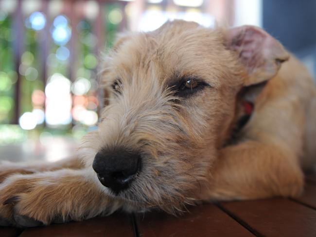Why you shouldn’t buy a puppy this Christmas