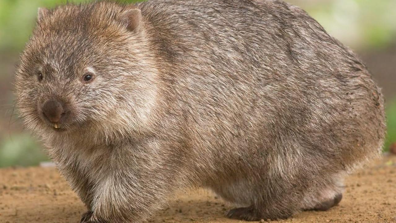 ‘Carnage’: 10 wombats mowed down in disgusting, deliberate act