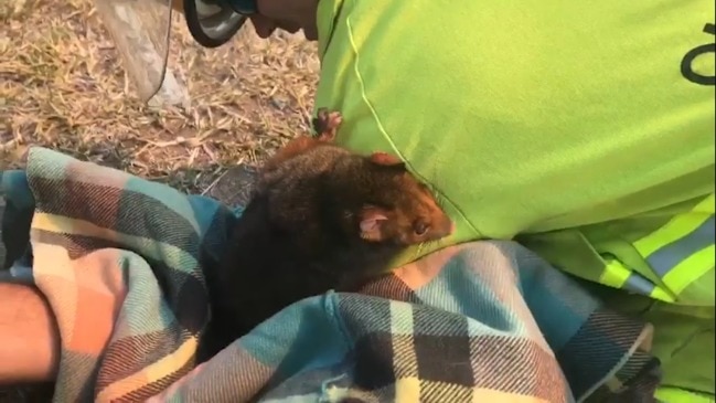 An injured possum is rescued by firefighters at the Mount Cotton bushfire