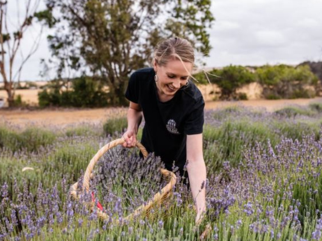 Emu Bay Lavender Farm, a brilliant place to visit to liven your senses. Picture: Supplied/Emu Bay Lavender Farm