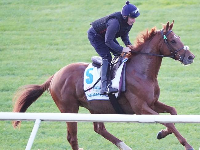 Vauban (FR) during Spring Racing Carnival Trackwork at Flemington Racecourse on October 31, 2023 in Flemington, Australia. (Photo by Scott Barbour/Racing Photos via Getty Images)