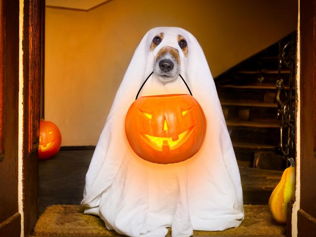 dog sit as a ghost for halloween in front of the door  at home entrance with pumpkin lantern or  light , scary and spookyPicture: istock